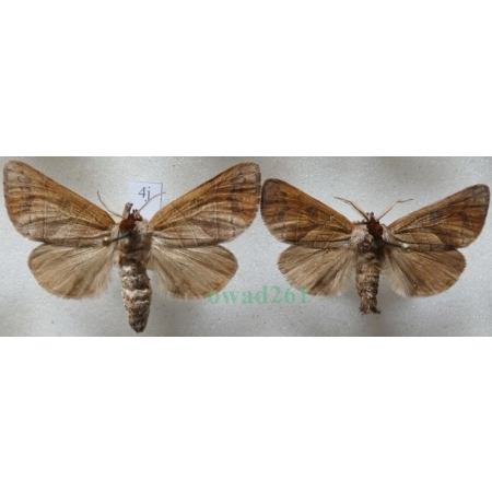 Clostera anastomosis (Linnaeus, 1758) pair Wzjeżka wieszczyca Czech4j